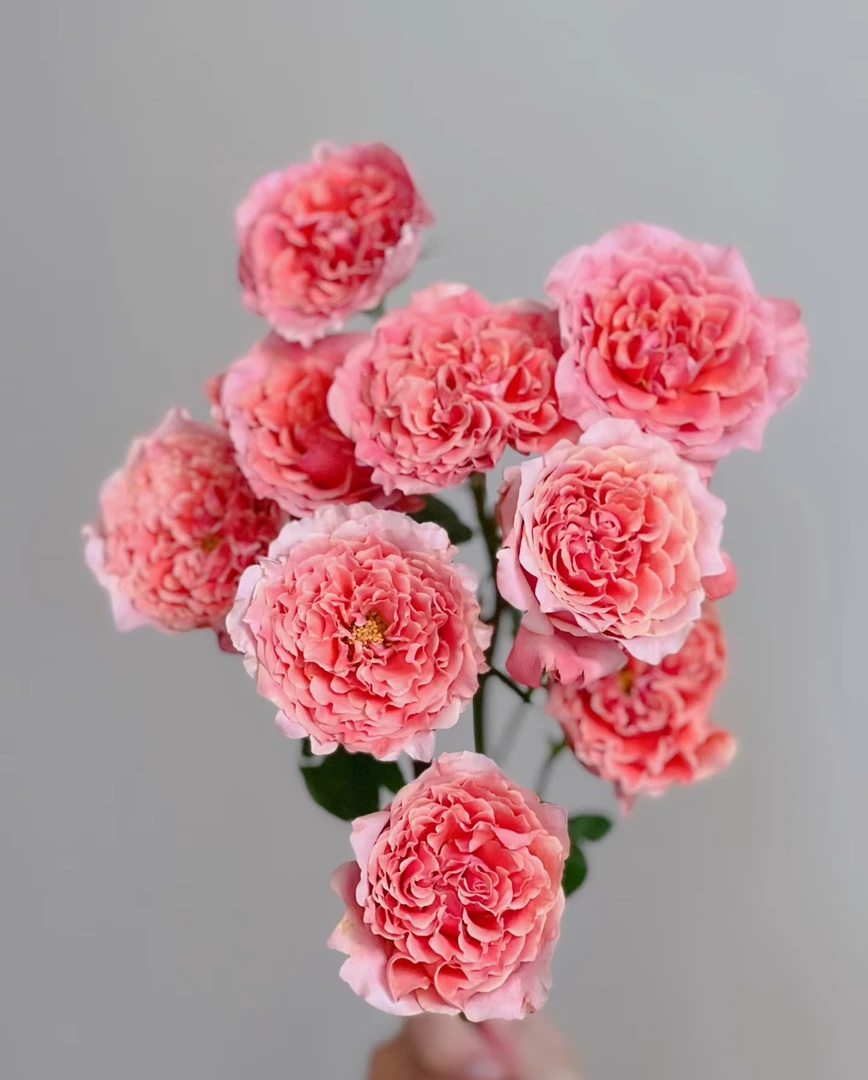 粉色拉拉队 多头玫瑰 云南基地直发