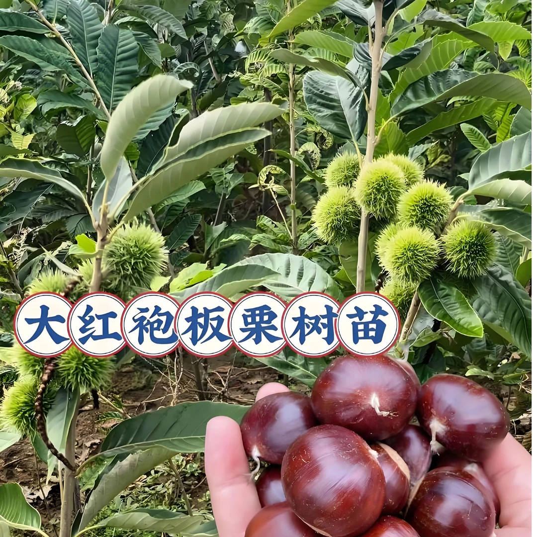 瑞禾源（大红袍板栗）容器苗适合盆栽地栽庭院种植成活高