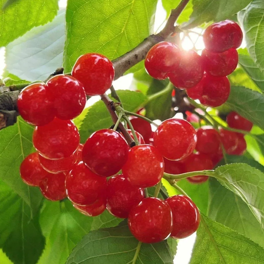 瑞禾源（红妃，玛瑙红樱桃）容器苗带杯带土带叶庭院露台盆栽地栽