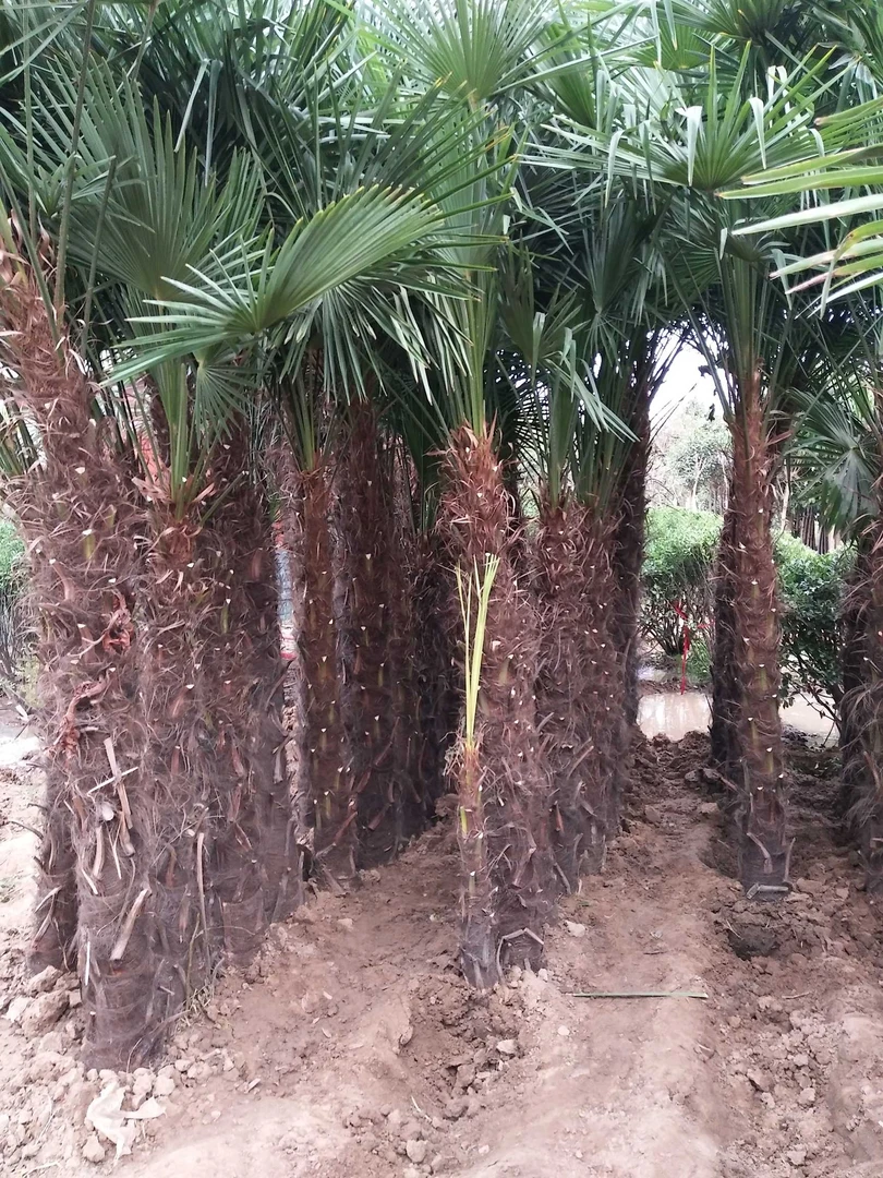 棕榈树苗别墅庭院大型耐寒四季常青绿化风景植物扇子树热带棕树苗
