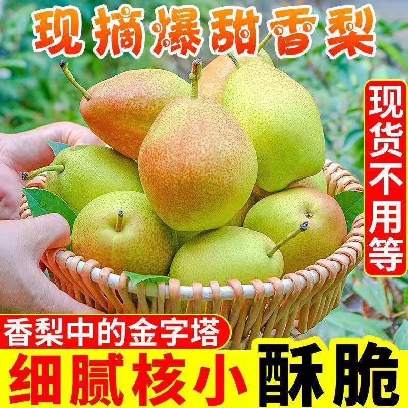 【2024新梨】山西运城红香酥梨带箱3/5斤脆甜多汁产地直发现摘现发