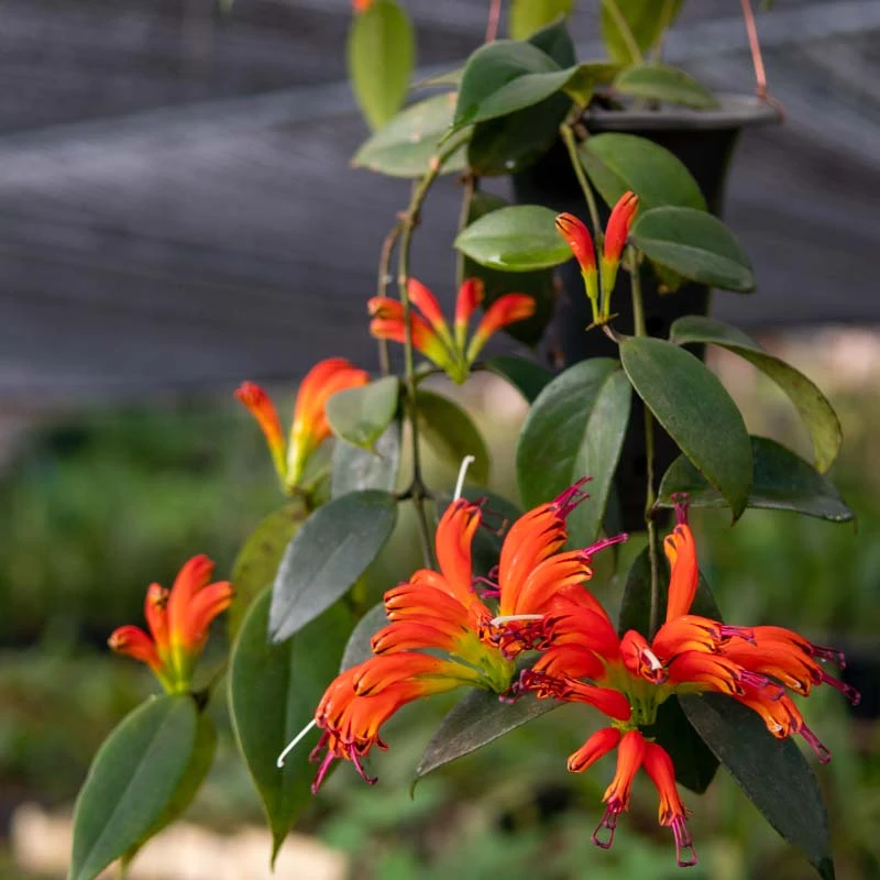 匠人花圃红花芒毛苣苔爬藤植物盆栽花卉口红花四季常青绿垂吊室内