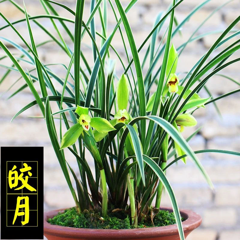 浓香型春兰【皎月】金边线艺兰花室内好养兰花精品金边春兰皎月