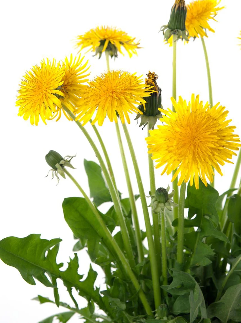 野生蒲公英艾草花椒泡脚包家用手工