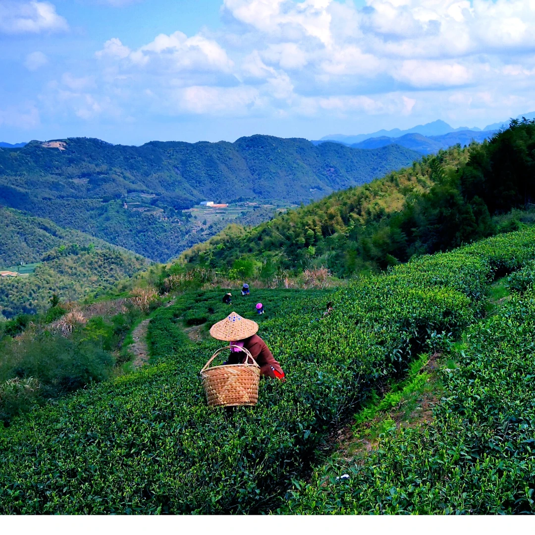 临时D福鼎白茶DD2016饼300g