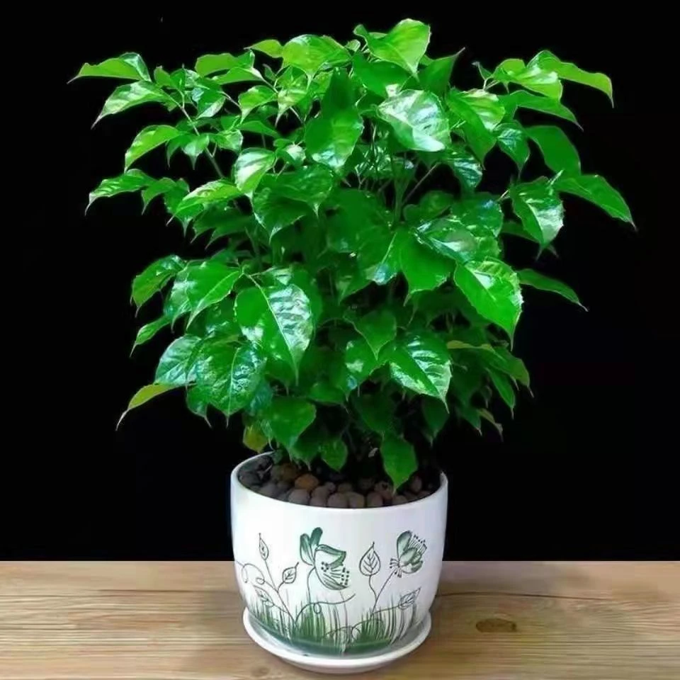 平安树幸福树盆栽室内植物净化空气吸甲醛绿植高档花卉客厅好养活