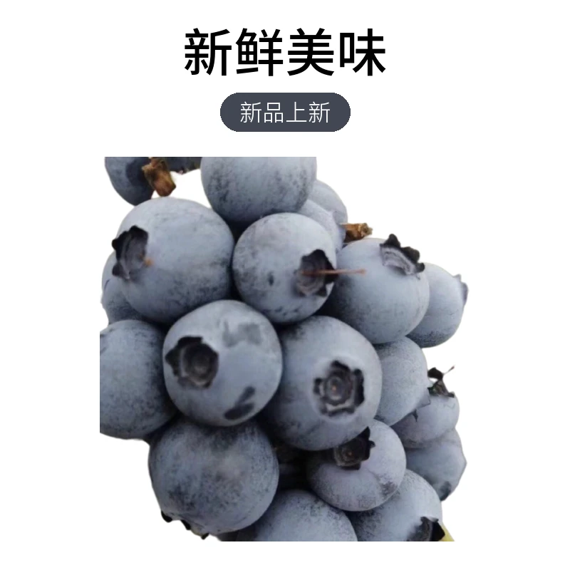 江苏蓝莓孕妇老人小孩水果宝宝辅食必备15+8 盒装125g