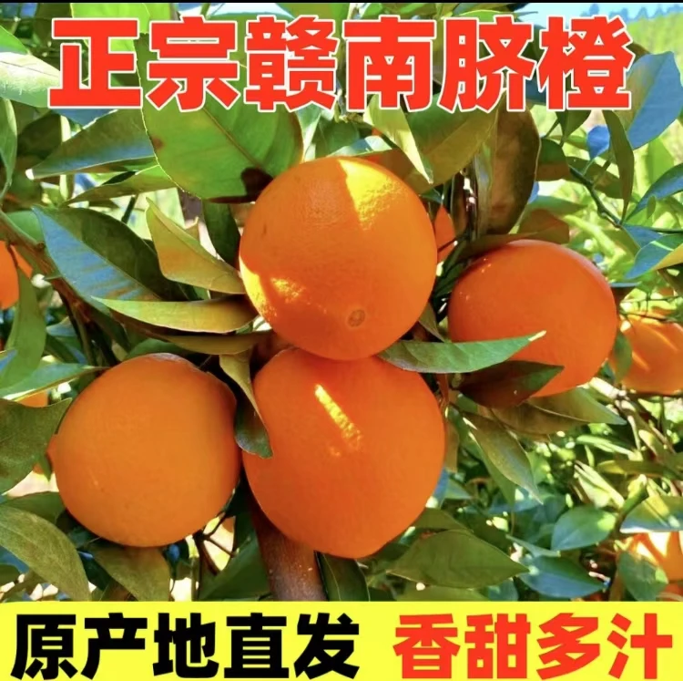 D正宗赣南早脐橙新鲜采摘原产地直发皮薄香甜多汁手剥橙子5斤10斤