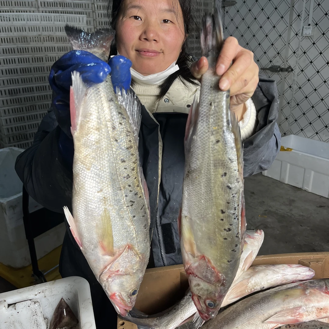 野生海鲈鱼 码头新鲜捕捞 连云港发货