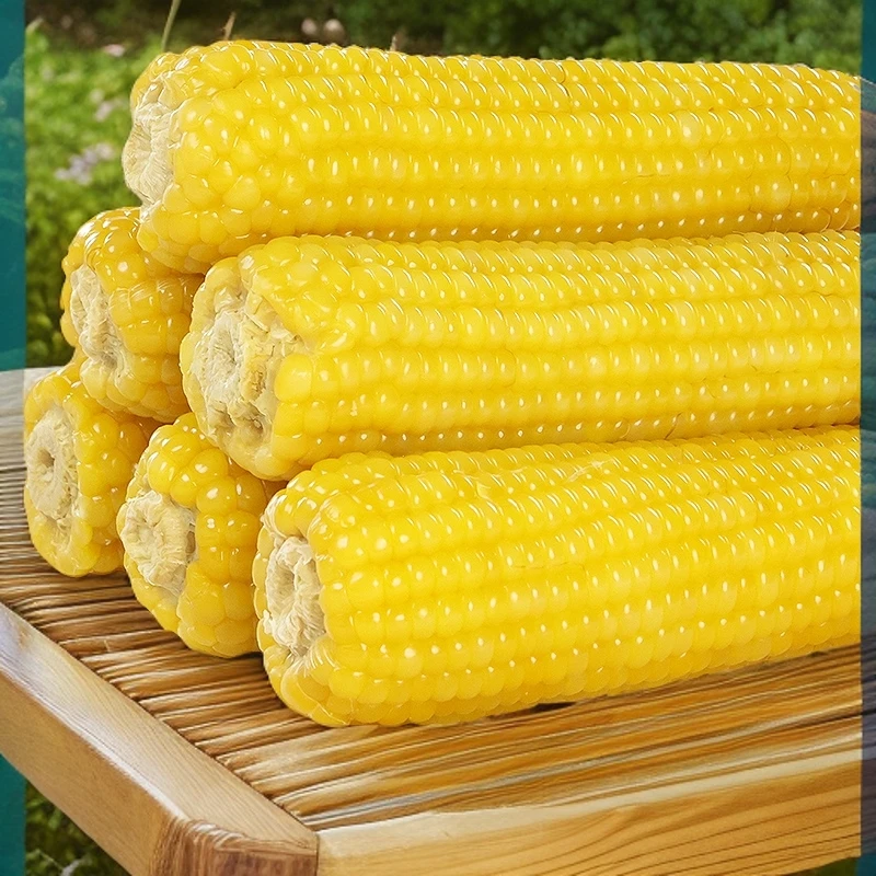 公立屯黄糯262玉米大棒8支装25年采摘头茬软糯香甜真空包装