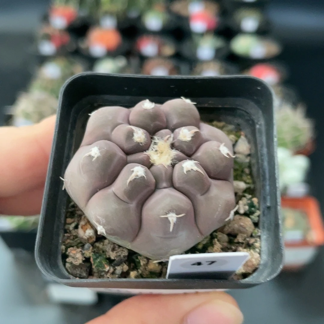 仙人球玖玩堂潮流植物铅皮
