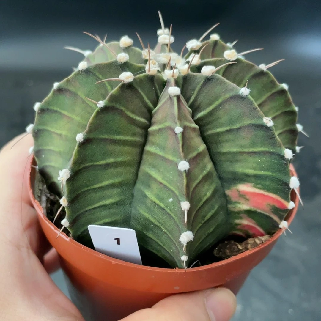 仙人球玖玩堂潮流植物肋骨锦
