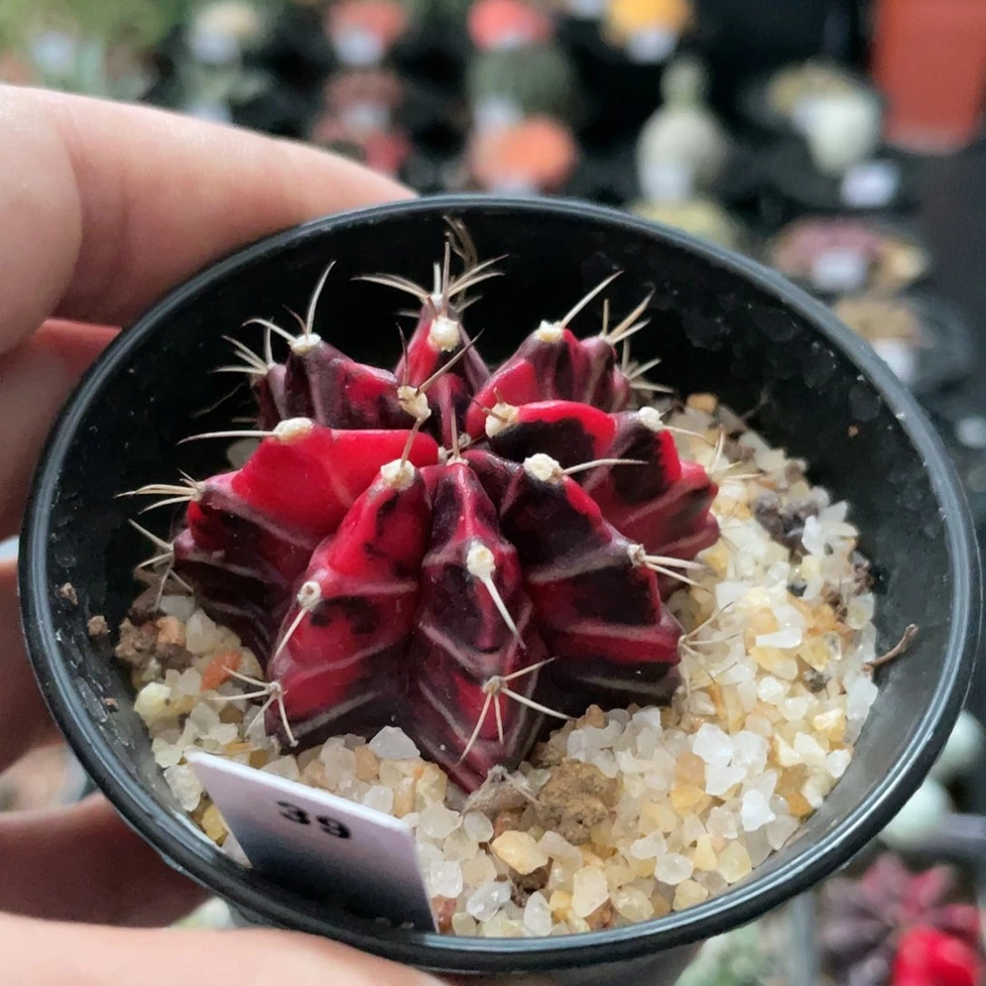玖玩堂潮流植物红宝石锦