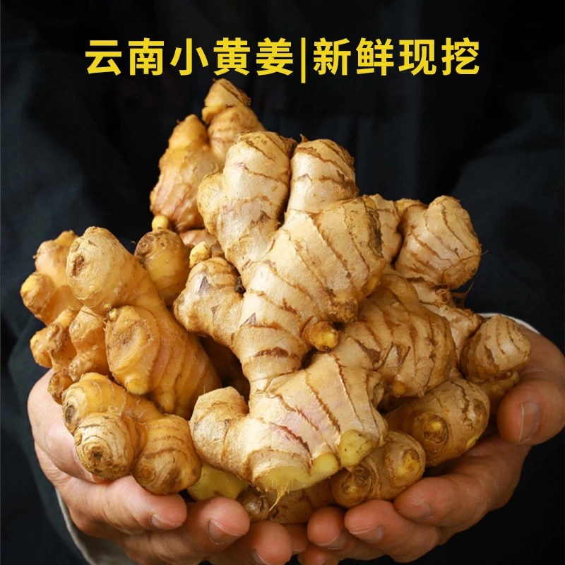 云南新鲜小黄姜3斤装味道浓郁炒