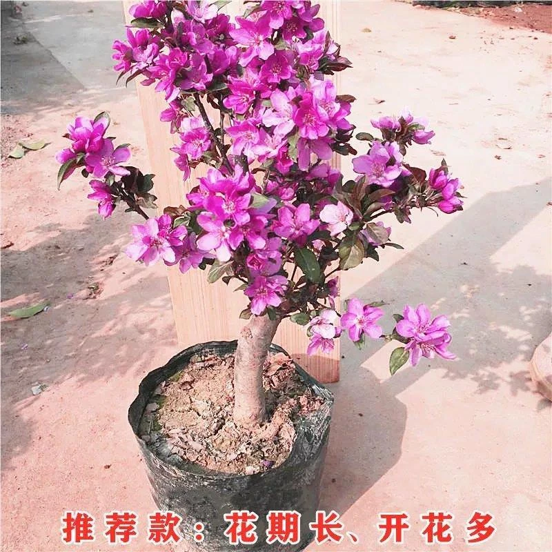 (皇家雨点)紫色海棠花小老桩开花结果