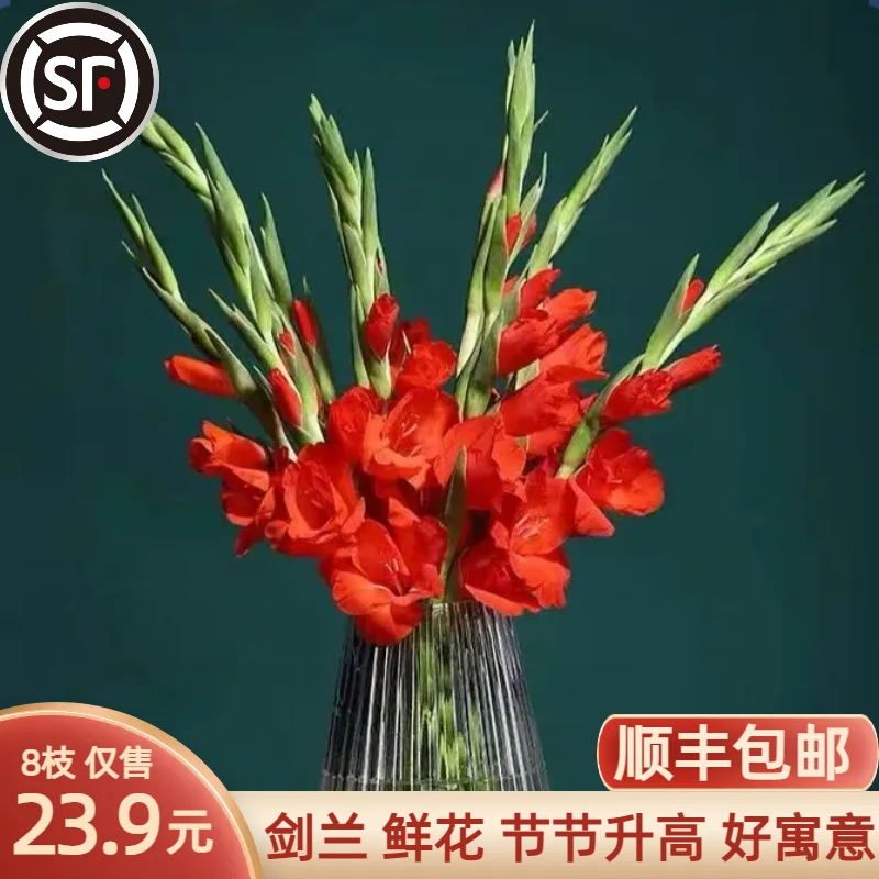 剑兰【顺丰包邮】 鲜花水养 年宵花春节过年用花 基地直发 插花客厅