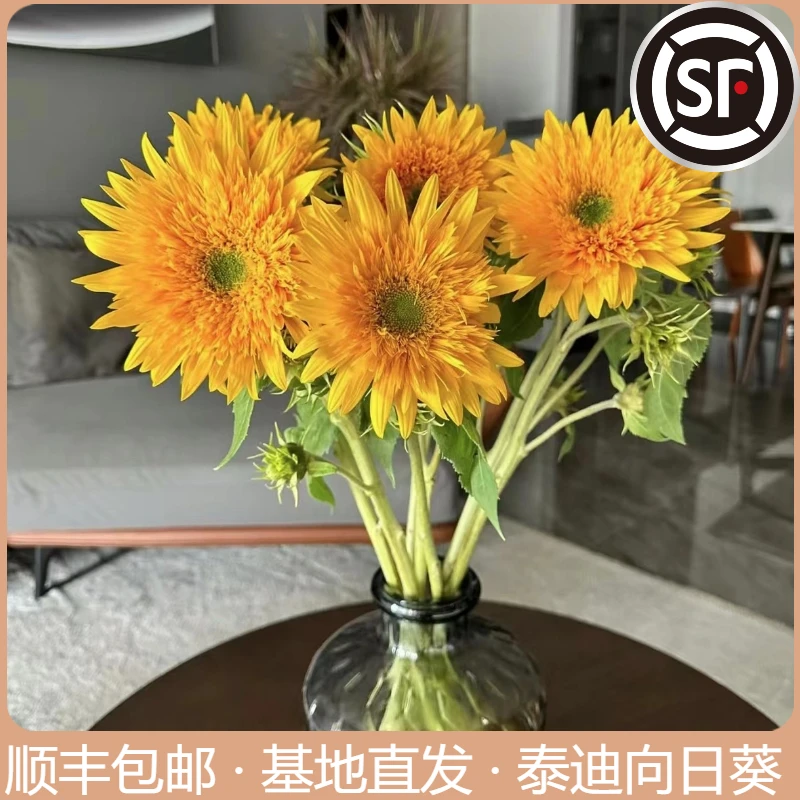 A级多头泰迪向日葵 顺丰包邮 水养鲜切花 云南基地直发