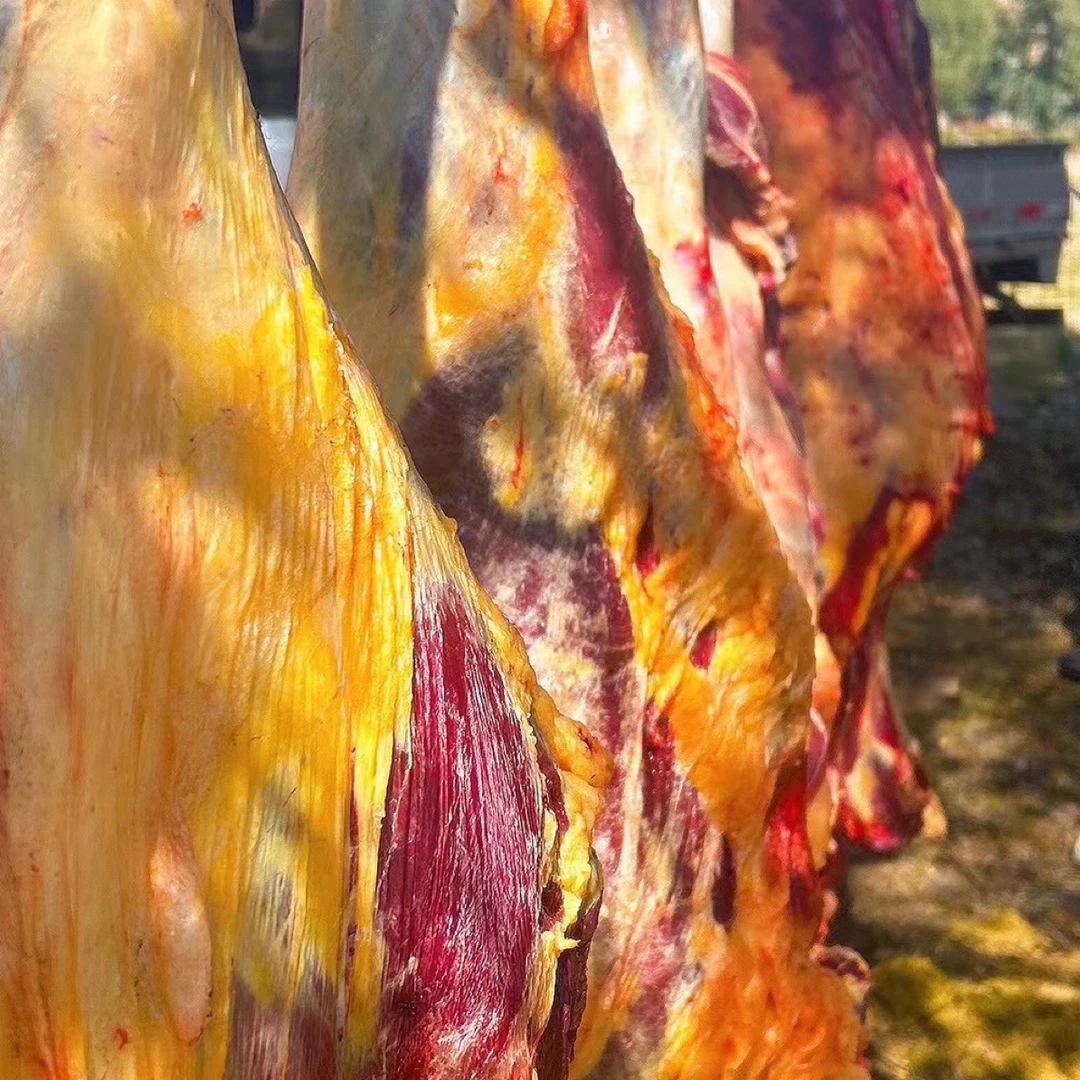 草膘黄膘牦牛牛后腿整个【改价链接】青藏高原祁连雪山大草原祁八宝