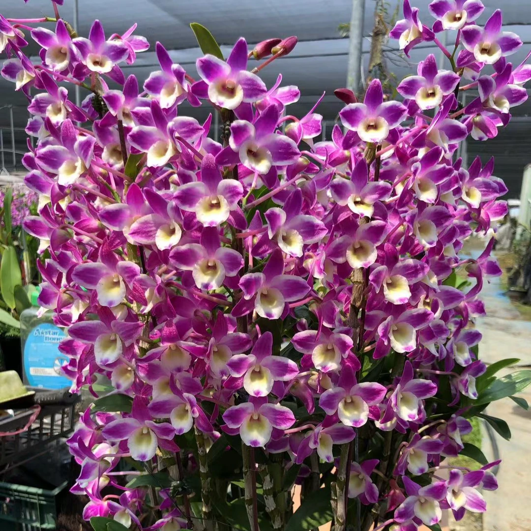 广美石斛  新梦幻  1