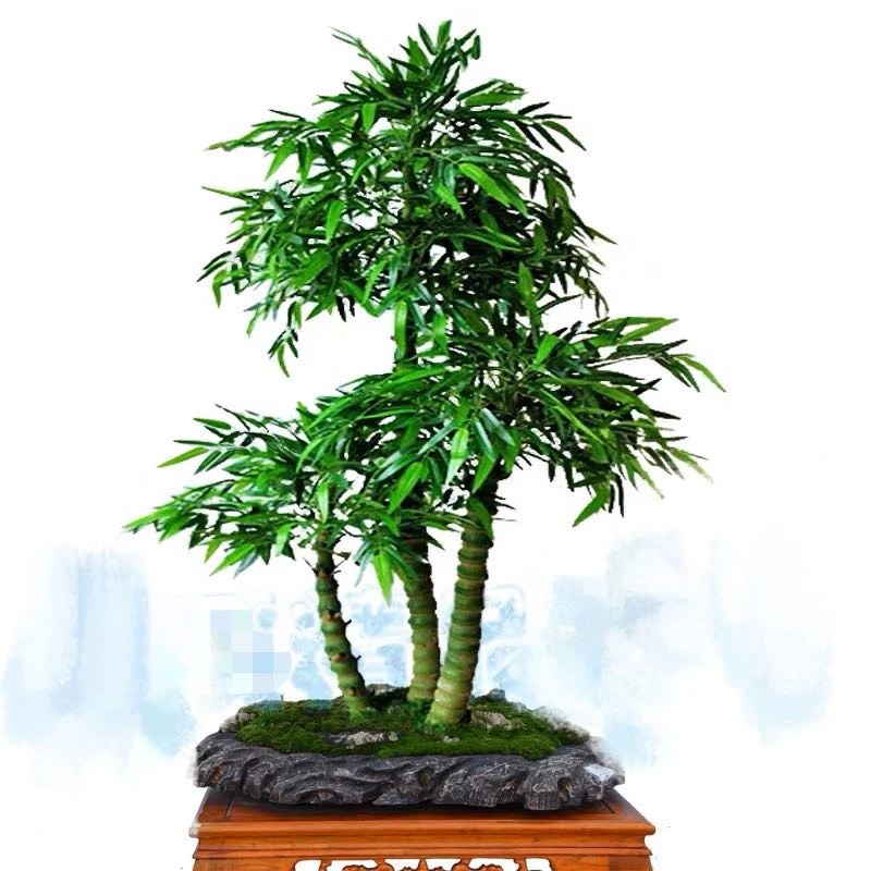 密叶室佛肚竹禅意竹