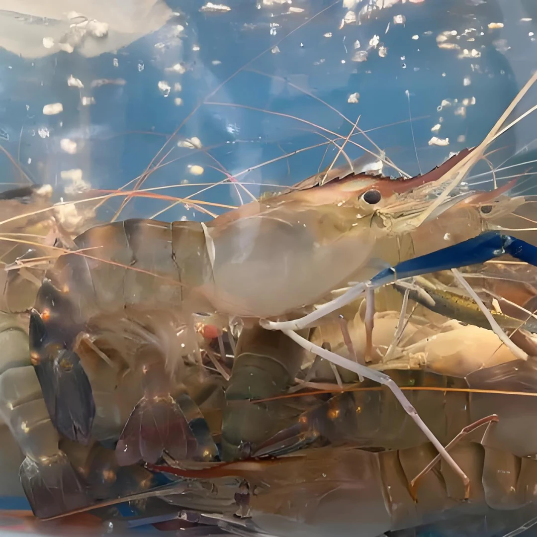 全活罗氏虾 250克/份  保鲜不保活