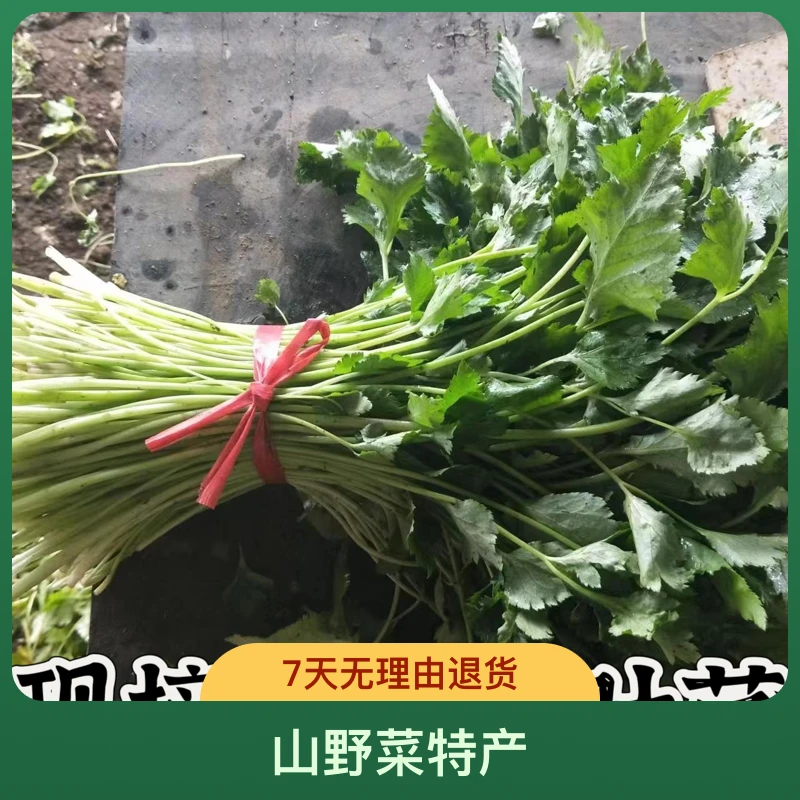 新鲜现摘大叶芹东北丹东特产山野菜