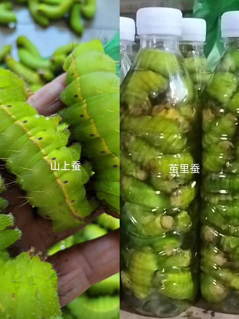 速冻东北柞蚕大青虫山上蚕茧里蚕高蛋白低脂