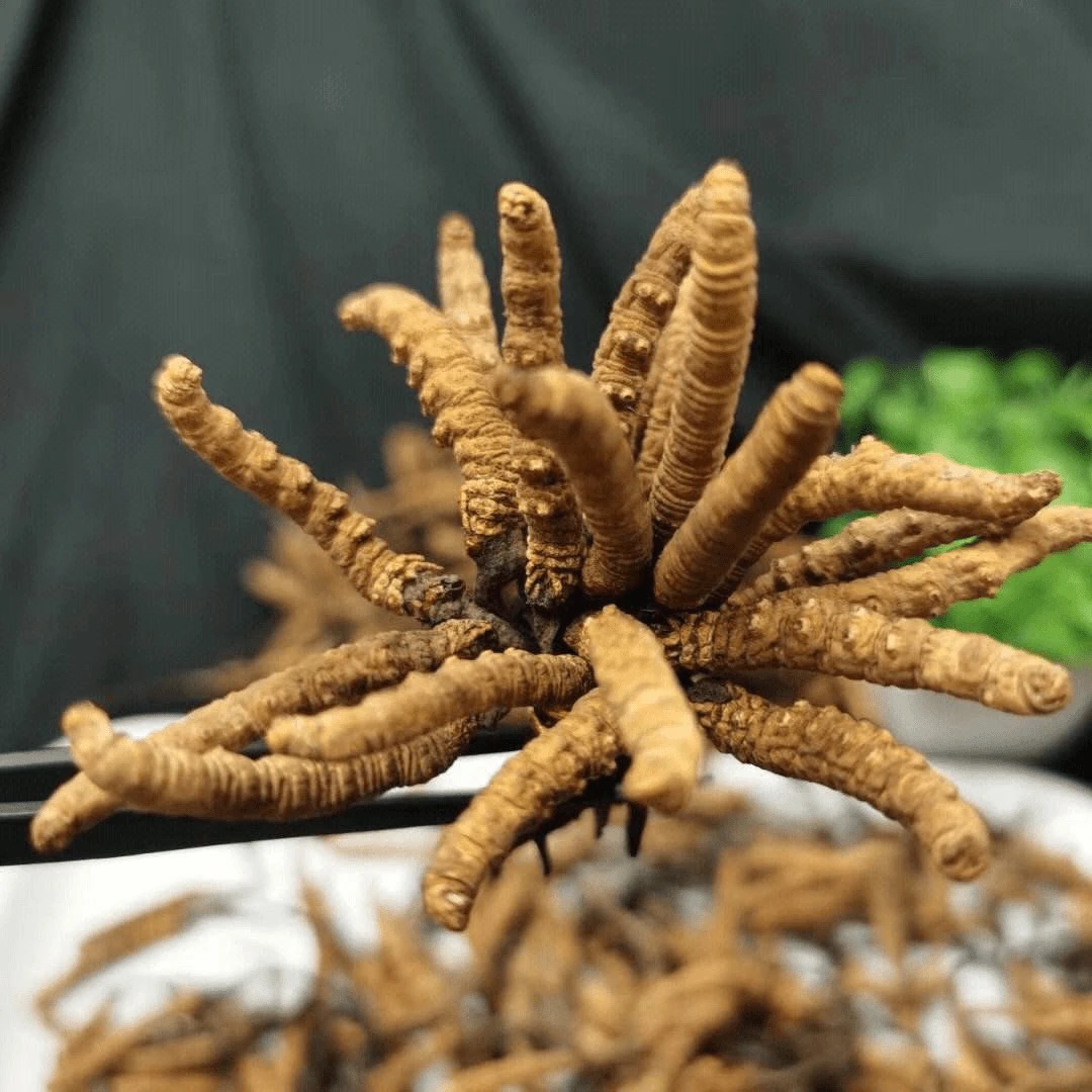 G999干冬虫夏草4根/克（65¥/根）（20根）