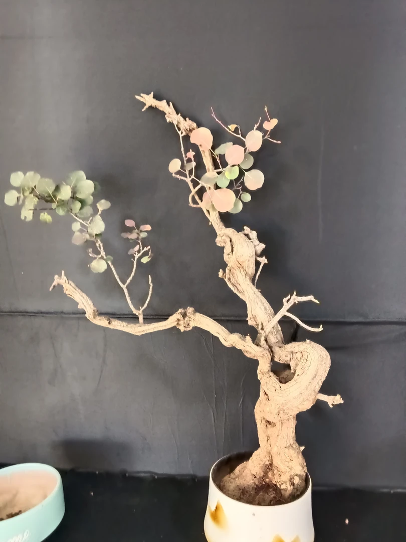 新鲜高崖刀片黄栌，香山红叶（注：以下单实物为准，图片仅供橱窗展示