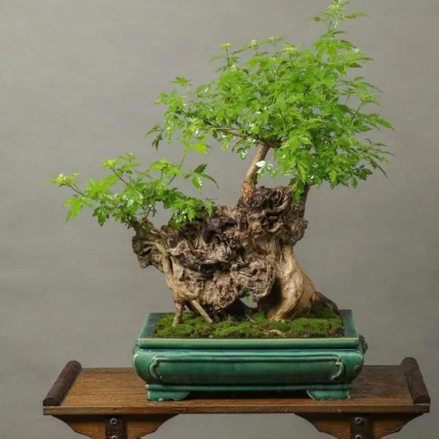 黄荆盆景（图片仅供展示，以下单实物为准）