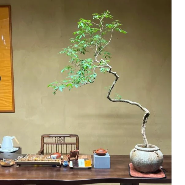黄荆盆景（图片仅供展示，以下单实物为准）