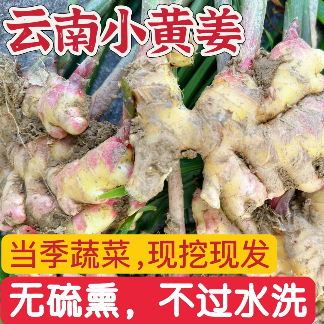 云南高山小黄姜现挖新鲜嫩姜红牙姜仔1/3/9斤整箱包邮高原产地
