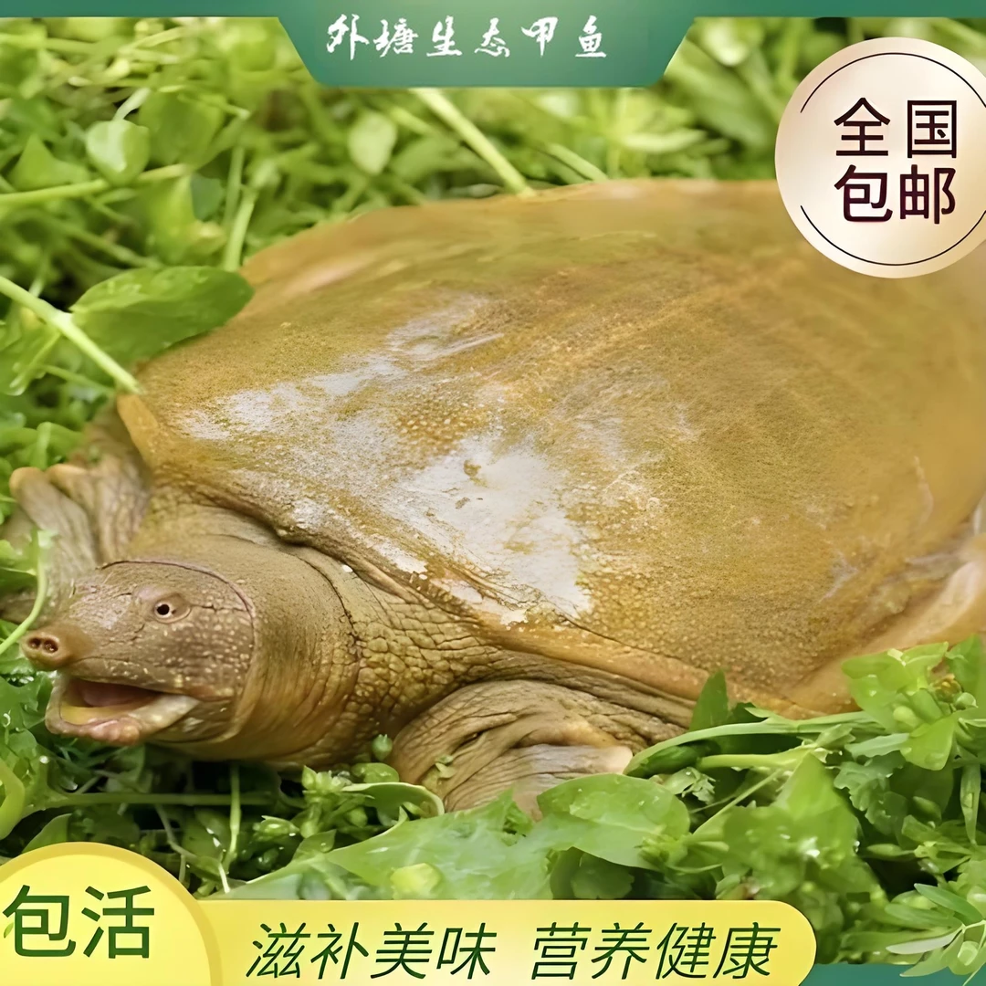 甲鱼鲜活外塘生态散养公母甲鱼新鲜食用王八团鱼包活青黄背公甲鱼