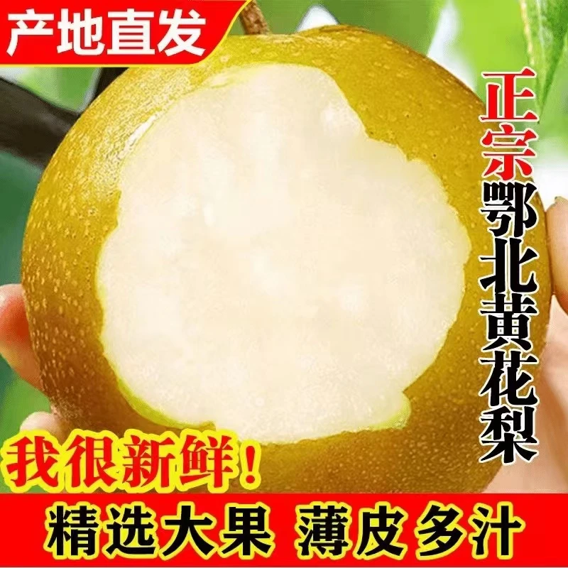 【陈支书专属】2024年湖北襄阳头茬老树黄花梨汁水充足入口清甜