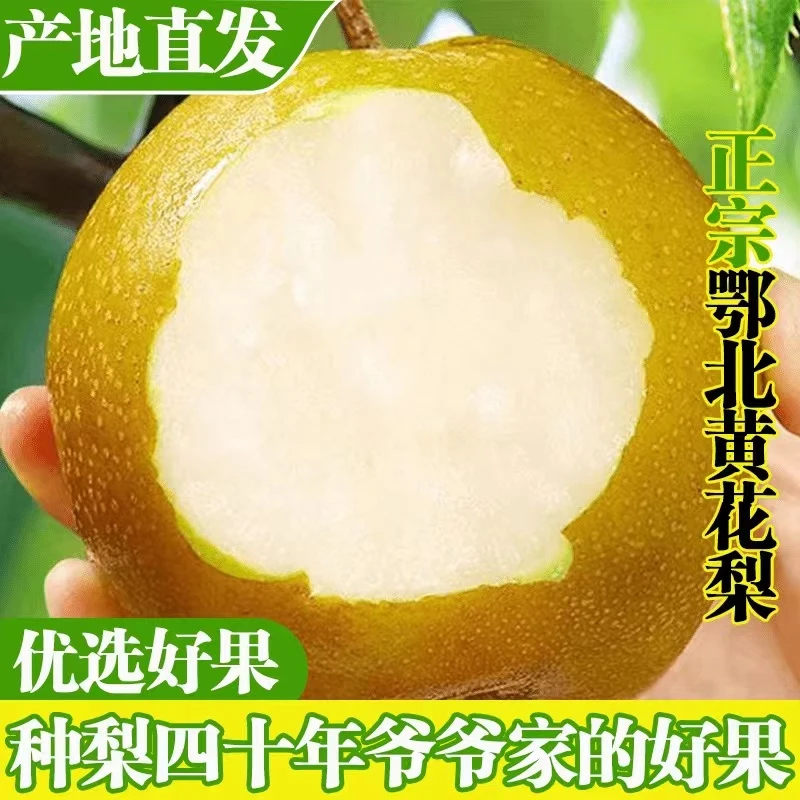 【小明正能量专属】2024年湖北襄阳老树黄花梨水果汁水充足入口清甜