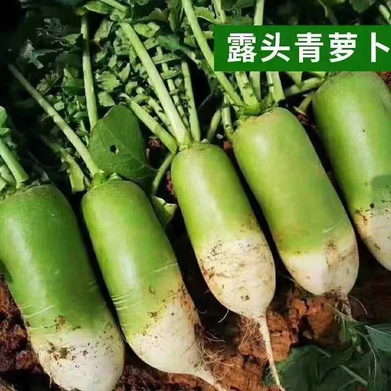 2024年湖北襄阳唐白河新鲜露头青萝卜现拔现发脆甜多汁自种