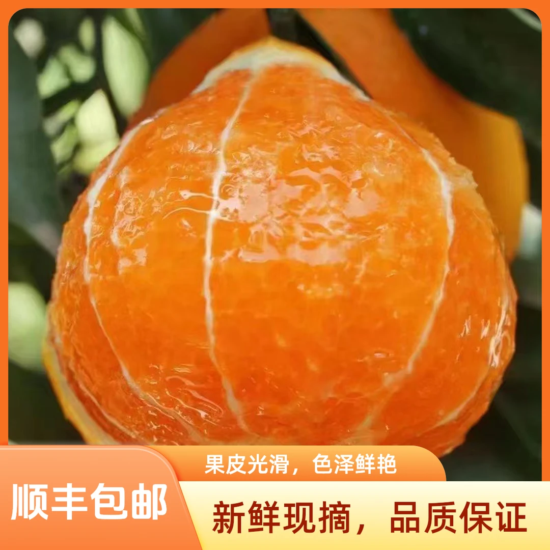 正宗象山红美人，品种日本，产地象山，大棚种植，反射阳光增甜不除草