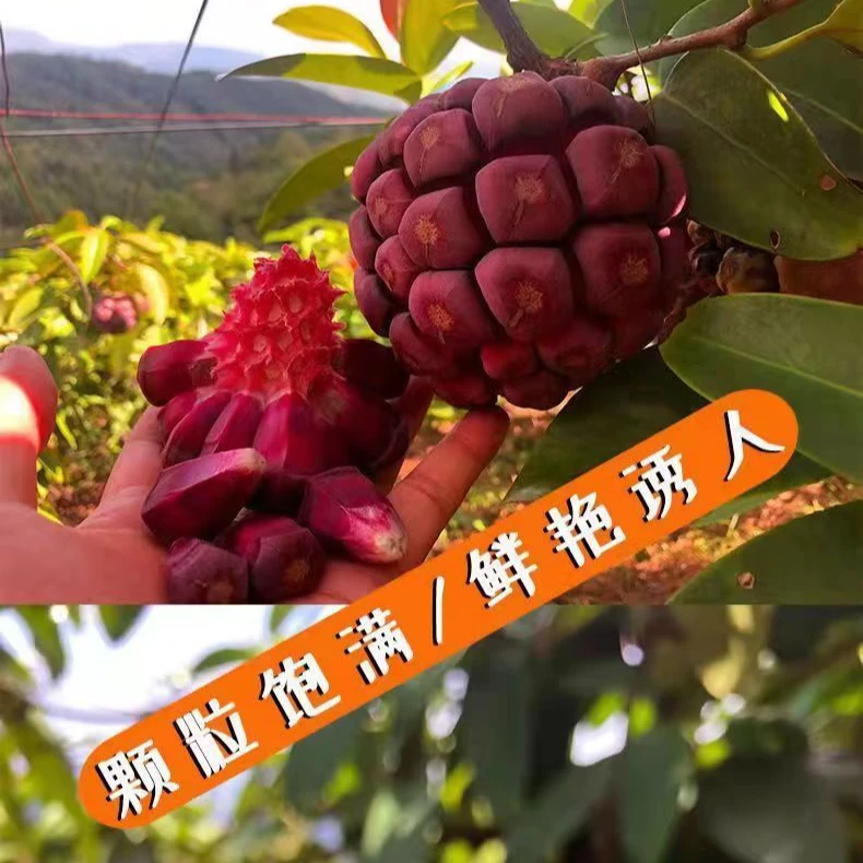 黑老虎新鲜稀有水果布福娜果冷饭团黑老虎罕见水果