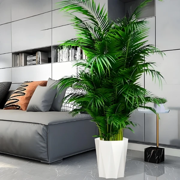 富贵椰子1.6-1.7米大型绿植盆栽室内客厅办公室四季常青除甲醛