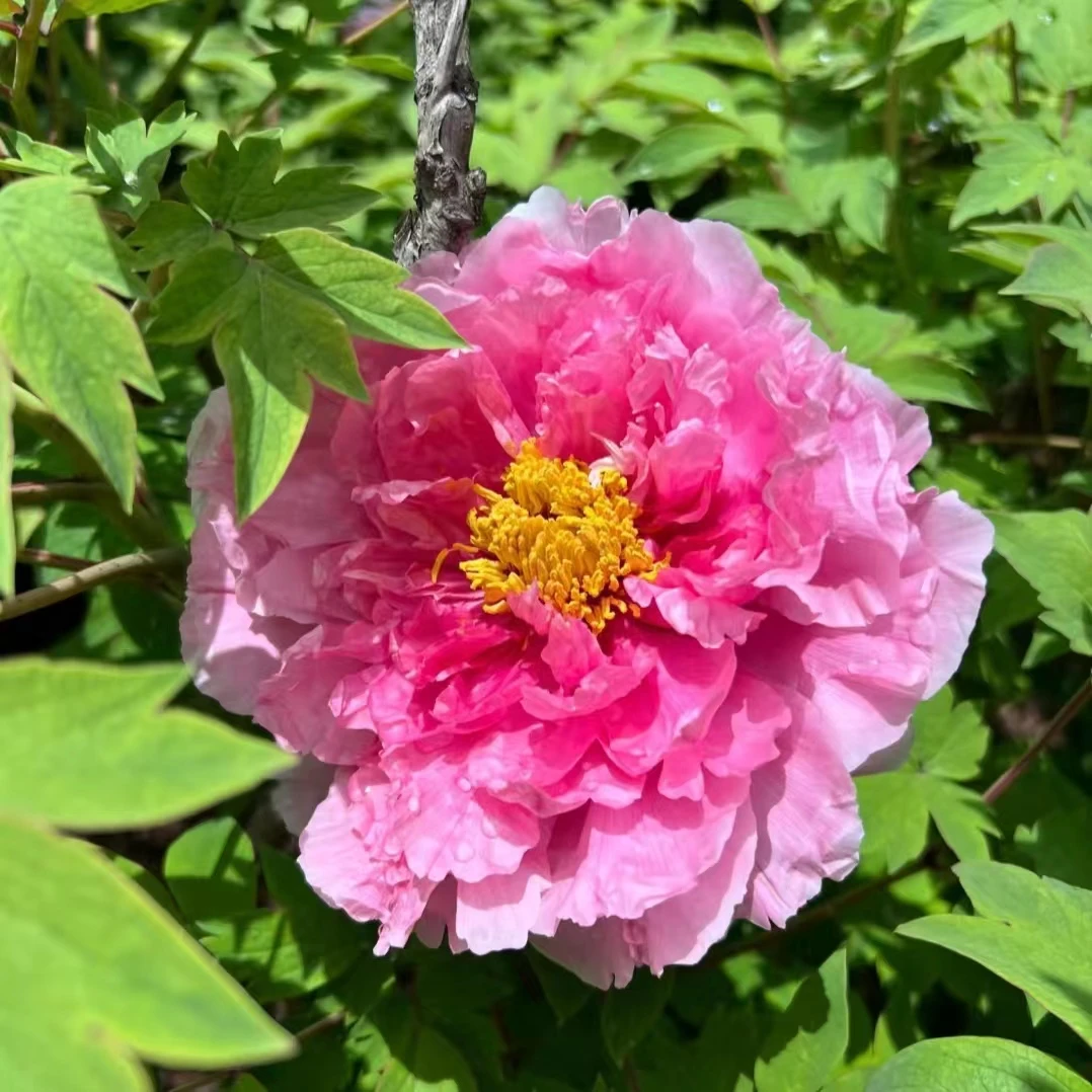 精品牡丹苗【花兢】