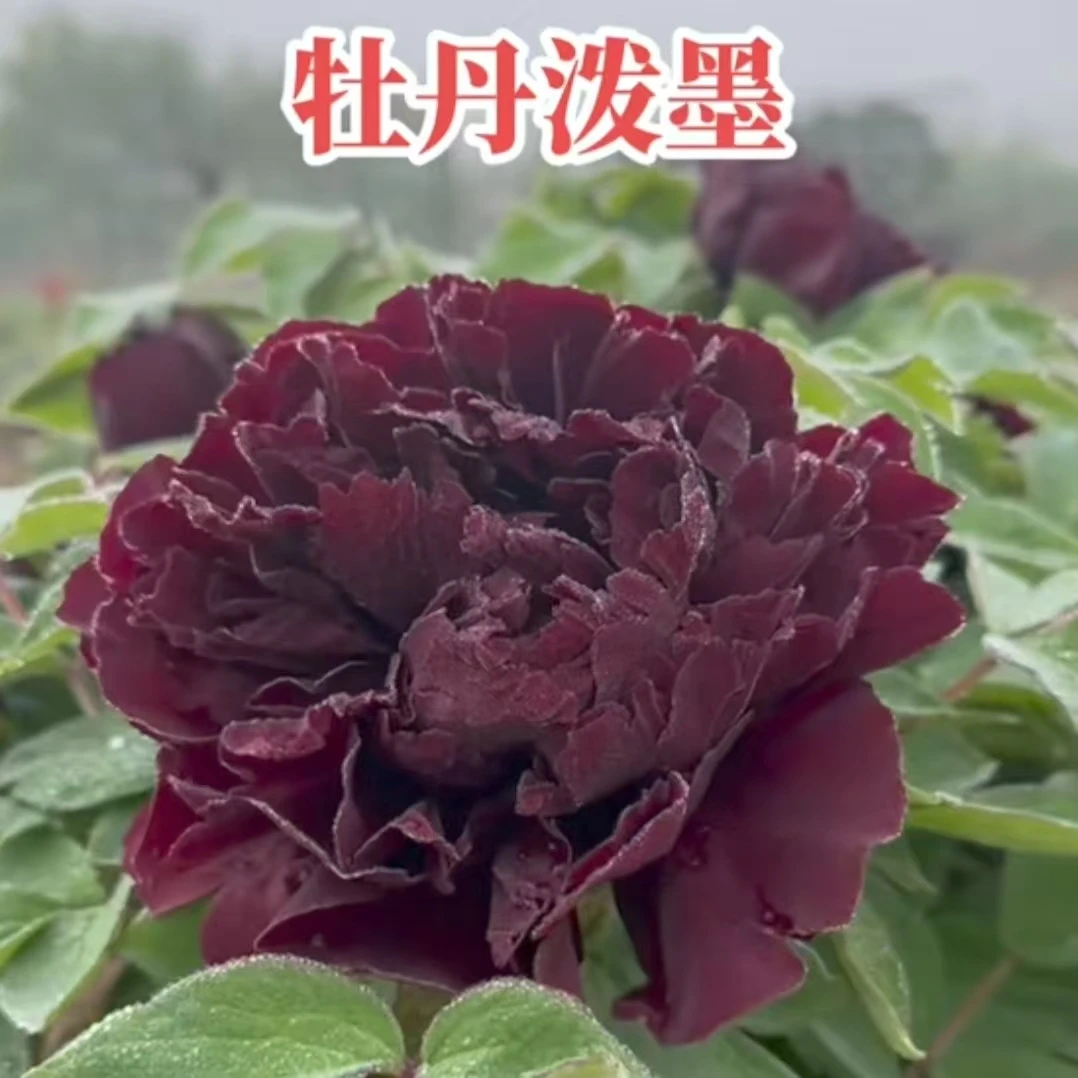 精品牡丹苗【泼墨】