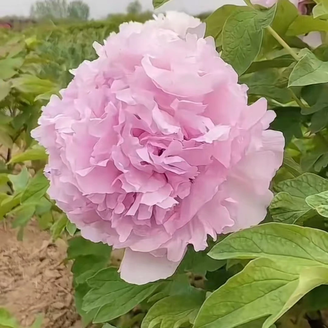 精品牡丹苗【青翠蓝】