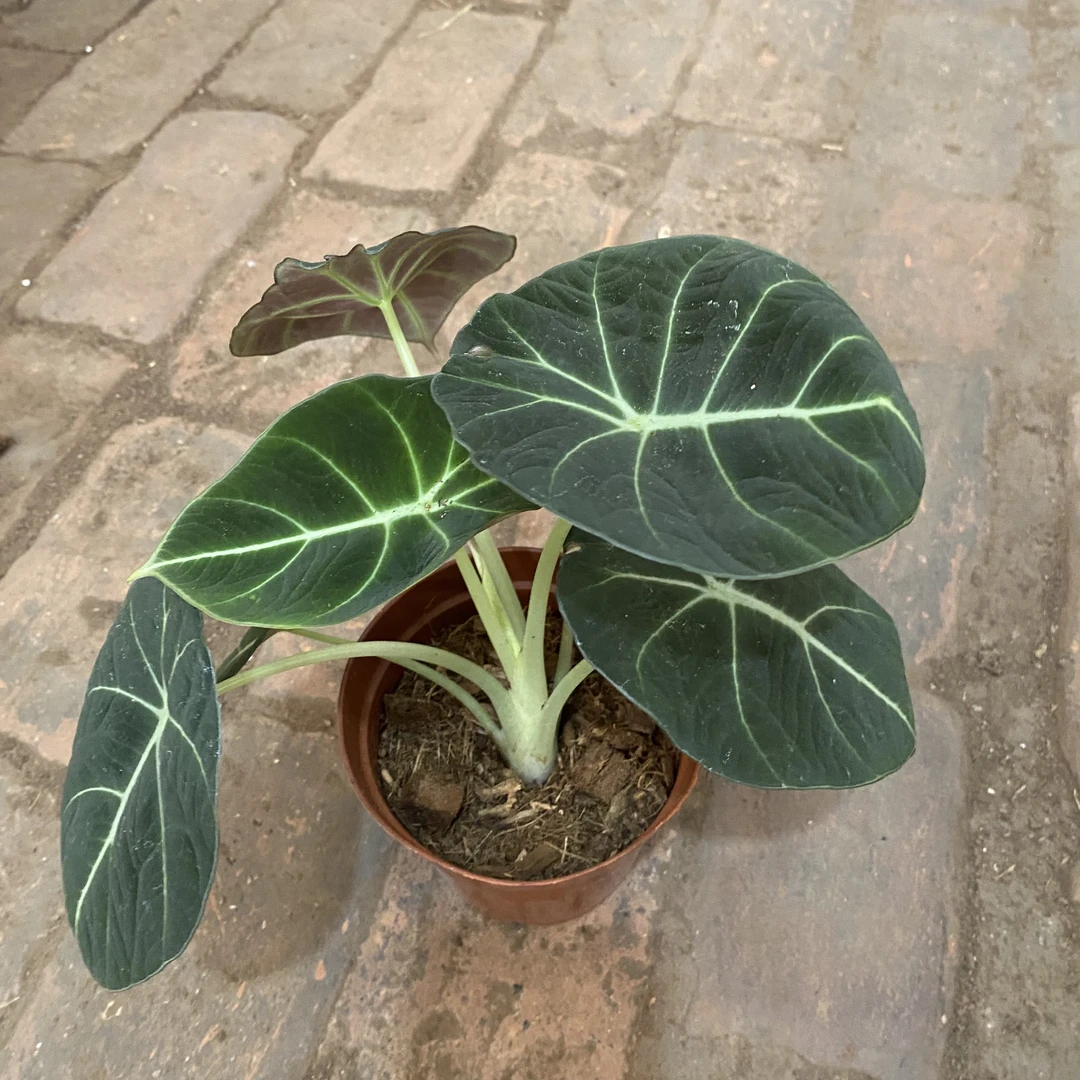 黑天鹅绿植室内网红植物