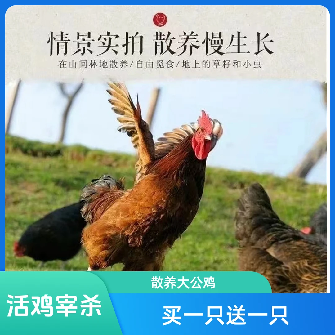 买一只送一只农家散养大公鸡走地鸡公鸡土鸡柴鸡活鸡宰杀顺丰冷链