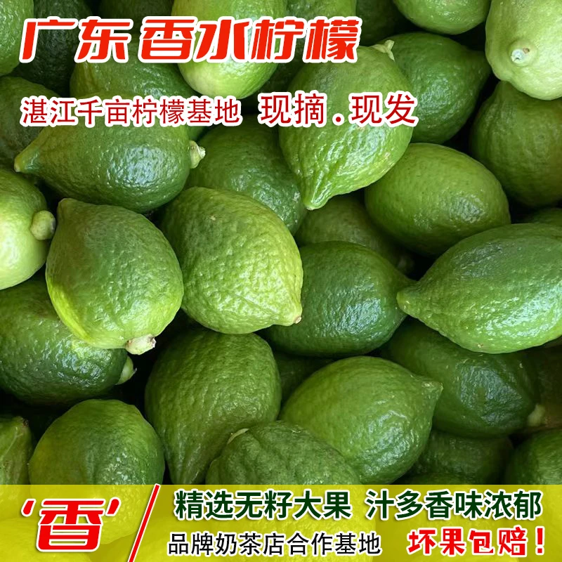 新鲜广东香水柠檬 无籽柠檬青柠檬 打柠檬茶店专用柠檬 果园直供