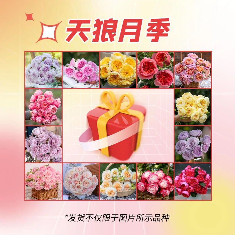 天狼月季 月季中苗 大苗