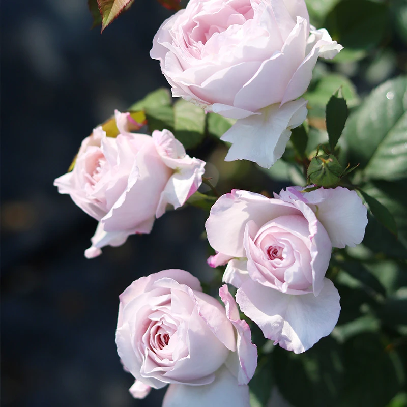 天狼月季 夜光杯  自育月季多季节丰花灌木花卉阳台地栽 易栽种