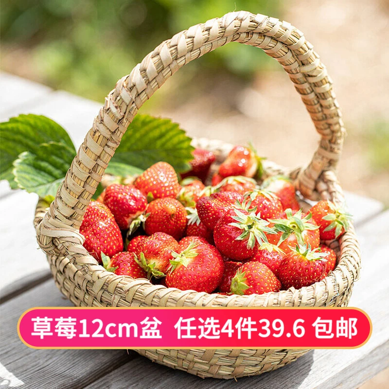 天狼 草莓12cm盆栽苗 黑珍珠粉玉红颜喜光易种植可食用草莓