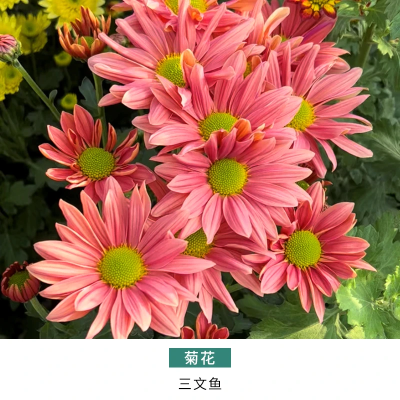 天狼 菊花 三文鱼 庭院露台新手易养护观赏性草本植物