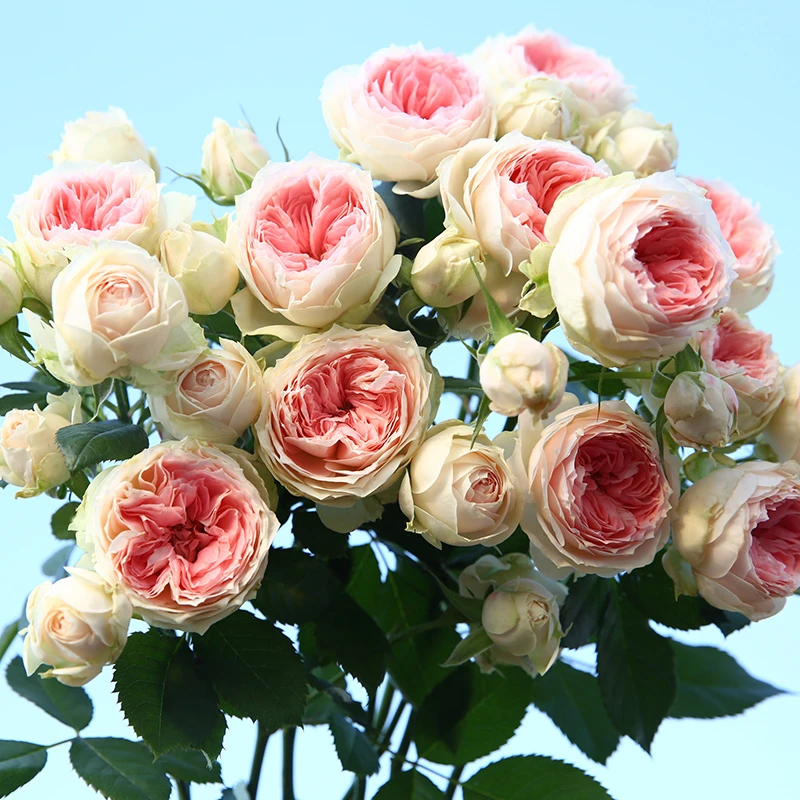 天狼月季 门廊绒球 多头抗病丰花勤花灌木月季庭院花园易养盆栽苗